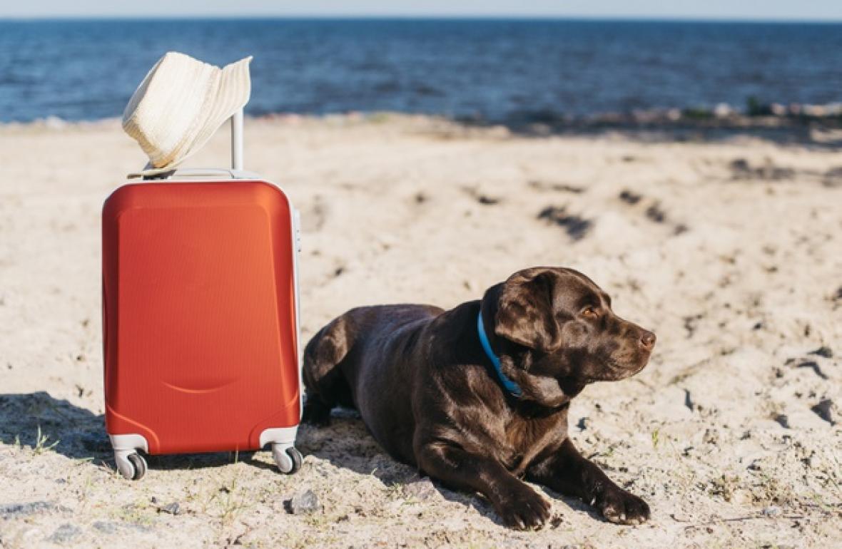 Σκύλος και παραλία: tips για σωστή οργάνωση
